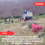 Producción de cebolla se reduce en un 50% en comunidades por la migración de muchas familias