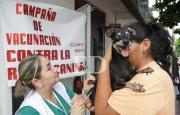 Avanza la vacunación antirrábica en el país, la meta es inmunizar a 2 millones de mascotas