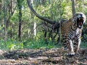 El misterio de Acaí: la recompensa millonaria por la yaguareté desaparecida