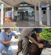 Habilitan 60 centros de salud para vacunar gatos y perros contra la rabia
