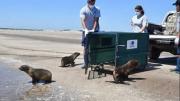 Liberan a tres lobos marinos juveniles en San Clemente