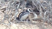 Ahora llega el streaming de los pingüinos de Magallanes