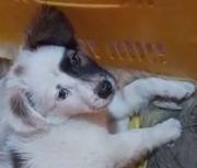 El cachorrito Scott se perdió en la Chamarreta y su dueña pide ayuda para encontrarlo