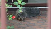 Encontraron un lobo marino a cuatro cuadras del mar en Buceo; deambuló por puertas de casas y edificios