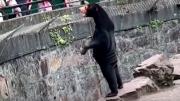 ¿Es un oso de verdad o una persona disfrazada? Visitantes de un zoo en China tienen dudas