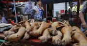 Capital indonesia prohíbe el consumo de carne de perros y gatos