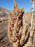 Varvarquinoa, el súper cultivo que honra el saber campesino en el norte de Neuquén