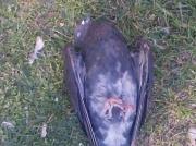 Crueldad animal en Tarija alerta sobre posibles rasgos psicopáticos y la falta de control urbano