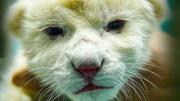 VIDEO VIRAL: Las primeras imágenes de los dos cachorros de león blanco que nacieron en el Zoológico de Maracay