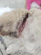 Salvajismo cavernario: Agreden a perros de calle con cortes profundos