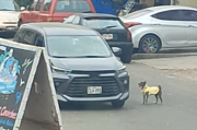 ¡Desalmados! Pareja abandonó a su perrito en calle de Santa Anita