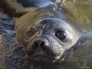 Temen que Francisca “se acerca demasiado a la gente” y “se va a quedar un tiempo más”