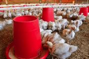 Avicultores aguardan mantener sin aumentos precios de huevo y carne de pollo