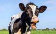 Revuelo y críticas tras el proyecto para cobrar un impuesto a las flatulencias de las vacas