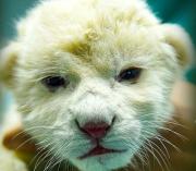 Nacieron dos crías de León blanco en el estado Aragua: Están en peligro de extinción