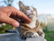 Cómo cuidar a tu primer gato: guía esencial con los errores que tenés que evitar