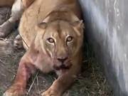 ¿Qué pasará con la leona que mató a un joven en un zoológico de Brasil?