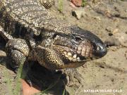 “Está creciendo” y “me da terror”: el peculiar reclamo de una vecina por un lagarto overo