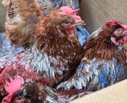 Pintadas y en mal estado: Plataforma Animalista rescató a las gallinas de sede de Nacional