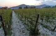 Granizo afecta a comunidades campesinas de Tarija y provoca pérdidas en la producción agrícola