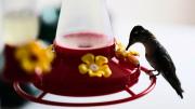 Cómo preparar el famoso “bebedero rojo” para atraer a los colibríes al jardín