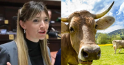 Insólita polémica entre la dirigencia rural y una diputada peronista que quiere poner un impuesto “a los gases vacunos”