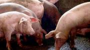 Peste porcina: Senasag activa controles e importación de cerdos en Bolivia tras casos en España