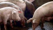 Peste porcina: Senasag activa controles e importación de cerdos en Bolivia tras casos en España