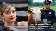 Una diputada K quiere poner impuesto a los “gases” de las vacas y generó el rechazo del campo