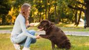 Comportamiento canino: por qué los perros nos tocan con la pata