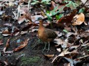 No es un dodo, pero esta ave recién descubierta podría compartir el mismo destino