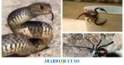 Con la llegada del verano sanjuanino, ¿qué hacer ante la presencia de arañas, escorpiones y serpientes?