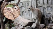Denuncian matanza de pumas en Cochamó: aseguran que los asesinan y arrojan los restos al río Puelo