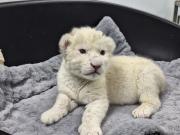 Presentadas las dos nuevas crías de león de Timbavati