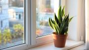 Pocos lo saben: esta es la cantidad de luz que necesita una sansevieria o lengua de suegra en diciembre
