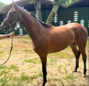 Nieta de ganador de la Dubai World Cup (Gr1) en el año 2002 se estrene en La Rinconada