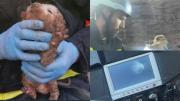 Milagroso: encontraron a cachorro de dos meses en un caño y Bomberos lo salvaron