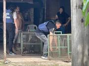 Un niño de 9 años fue atacado por tres perros pitbull mientras jugaba a la pelota: Lo querían matar