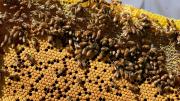 Preocupación y molestia en apicultores por mortandad de abejas en miles de colmenas