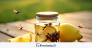 Repelente casero contra mosquitos: 7 opciones naturales, fáciles y económicas