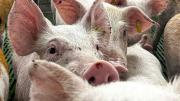 Chile suspende importaciones de productos de cerdo desde España por brote de peste porcina