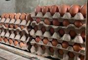 Venta de huevos se mantiene “regular” pese al alza del dólar