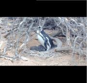 Monitoreo 24/7: la transmisión en vivo del CONICET que registra el ritmo reproductivo de las aves de Chubut