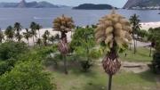 Exóticas palmeras en Río de Janeiro florecen por única vez antes de morir
