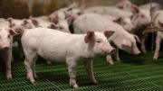 España confirmó brote de Peste Porcina Africana: SAG suspendió importaciones de productos porcinos