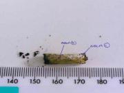 Después de 20 años, identificaron al responsable de un brutal crimen gracias a una colilla de cigarrillo