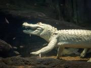 El sorpresivo final de Claude, el querido caimán albino de San Francisco: No es lo que esperábamos