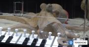 Conoce la historia de Tako, el pulpo que fue rescatado de ser comida y aprendió a tocar el piano