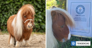 Pumuckel obtiene el récord Guinness por ser el caballo más pequeño del mundo: mide 52 centímetros