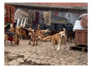 Zoonosis interviene un albergue en Pedregal donde halla casi medio centenar de perros